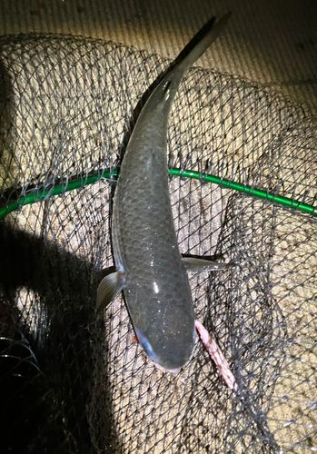 ボラの釣果