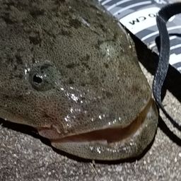 コチ