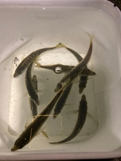 マアジの釣果