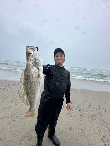 オオニベの釣果
