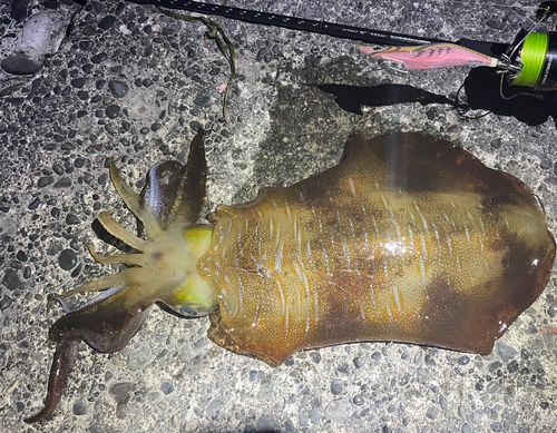 アオリイカの釣果