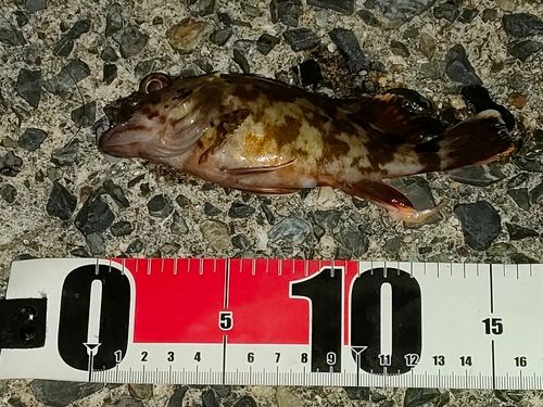 カサゴの釣果