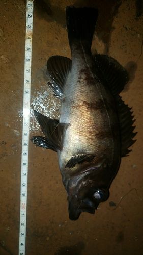 アカメバルの釣果