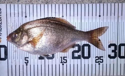 ウミタナゴの釣果