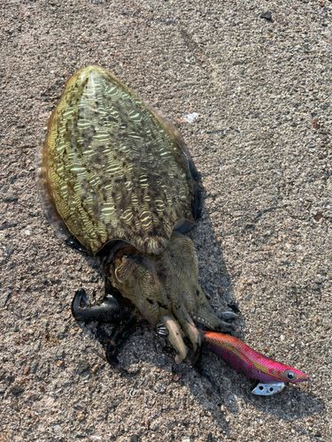 モンゴイカの釣果