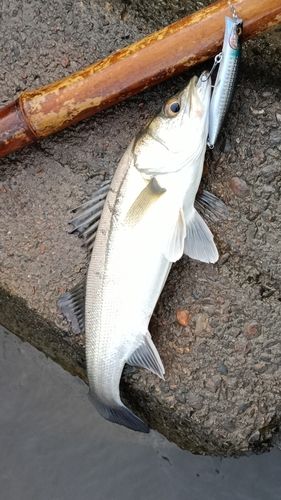 スズキの釣果