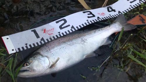 サツキマスの釣果