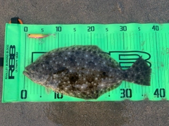 ヒラメの釣果