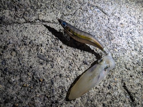 ヒイカの釣果