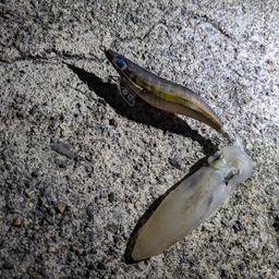 ヒイカ