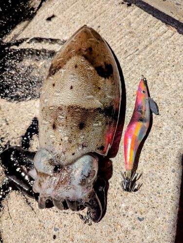 コウイカの釣果