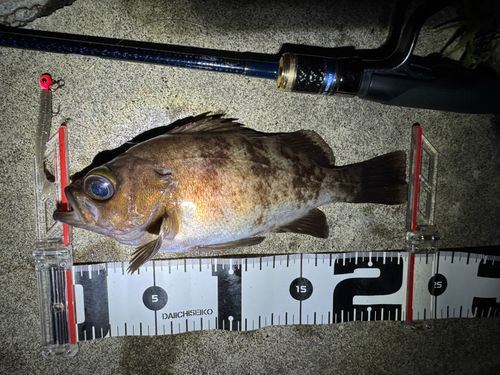 メバルの釣果
