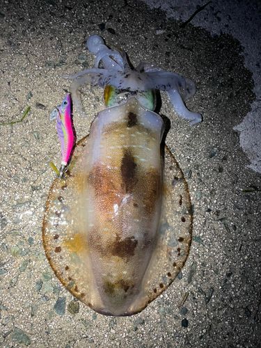 アオリイカの釣果