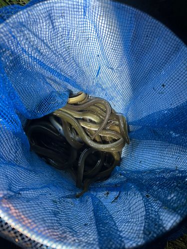 ウナギの釣果
