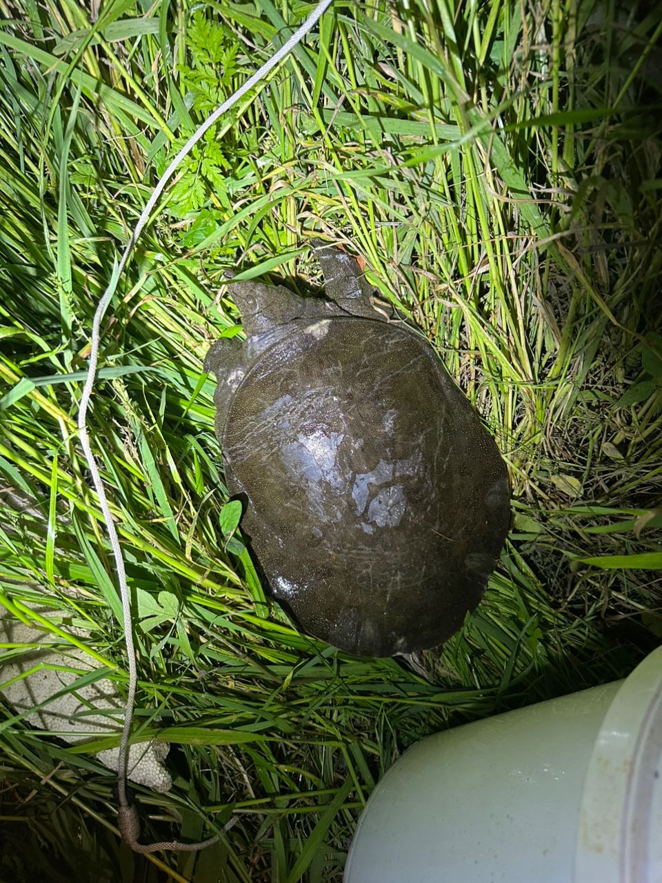 ウナギ