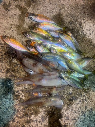 アジの釣果