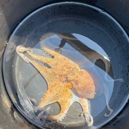タコ