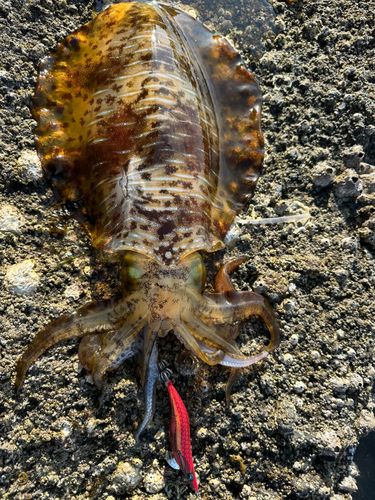 アオリイカの釣果