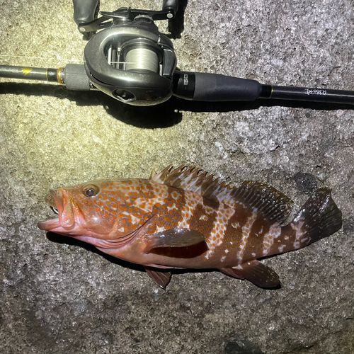 キジハタの釣果
