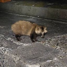 カサゴ
