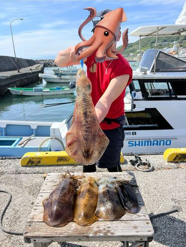 アオリイカの釣果