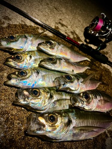 アジの釣果
