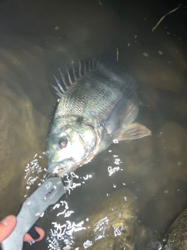 チヌの釣果
