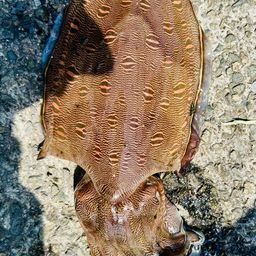 モンゴウイカ