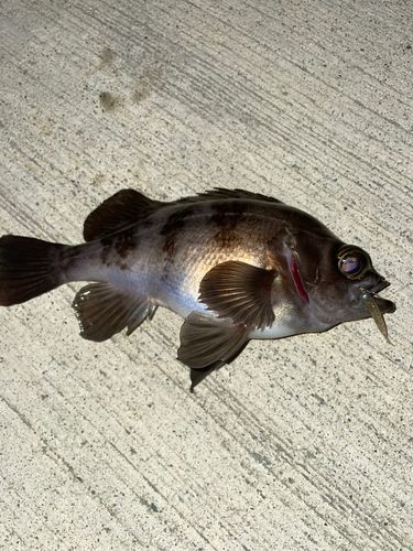 メバルの釣果