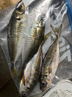アジの釣果