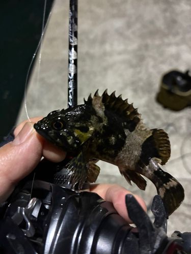 クロソイの釣果