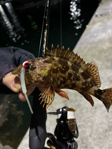 アラカブの釣果