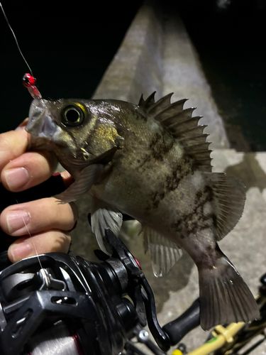 メバルの釣果