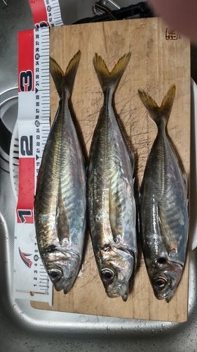 マアジの釣果