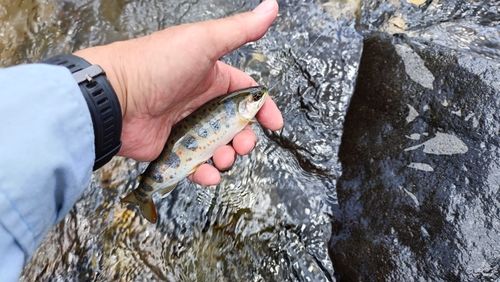 イワナの釣果