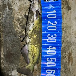 アメリカナマズ