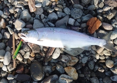 サクラマスの釣果