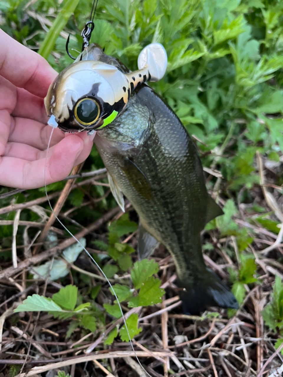 ラージマウスバス