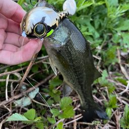 ラージマウスバス