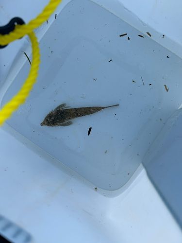 メゴチの釣果