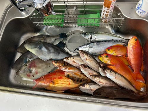 ウマヅラハギの釣果