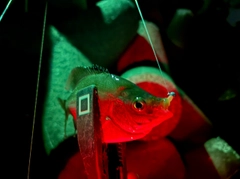 ウミタナゴの釣果