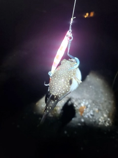 クサフグの釣果