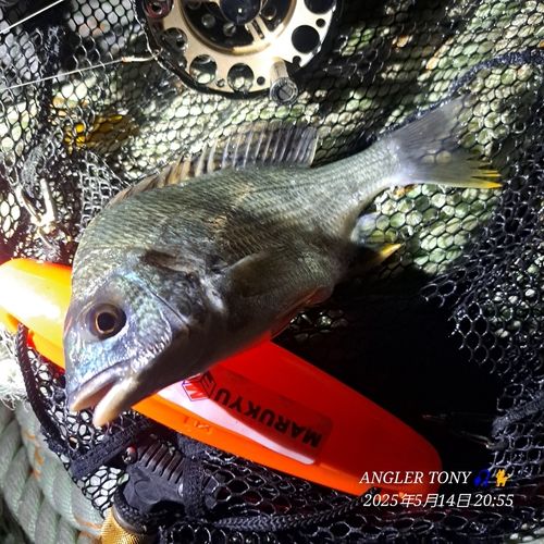 キビレの釣果