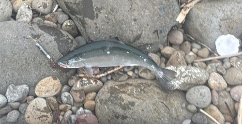 サクラマスの釣果