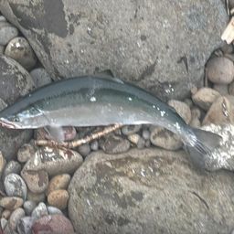 サクラマス