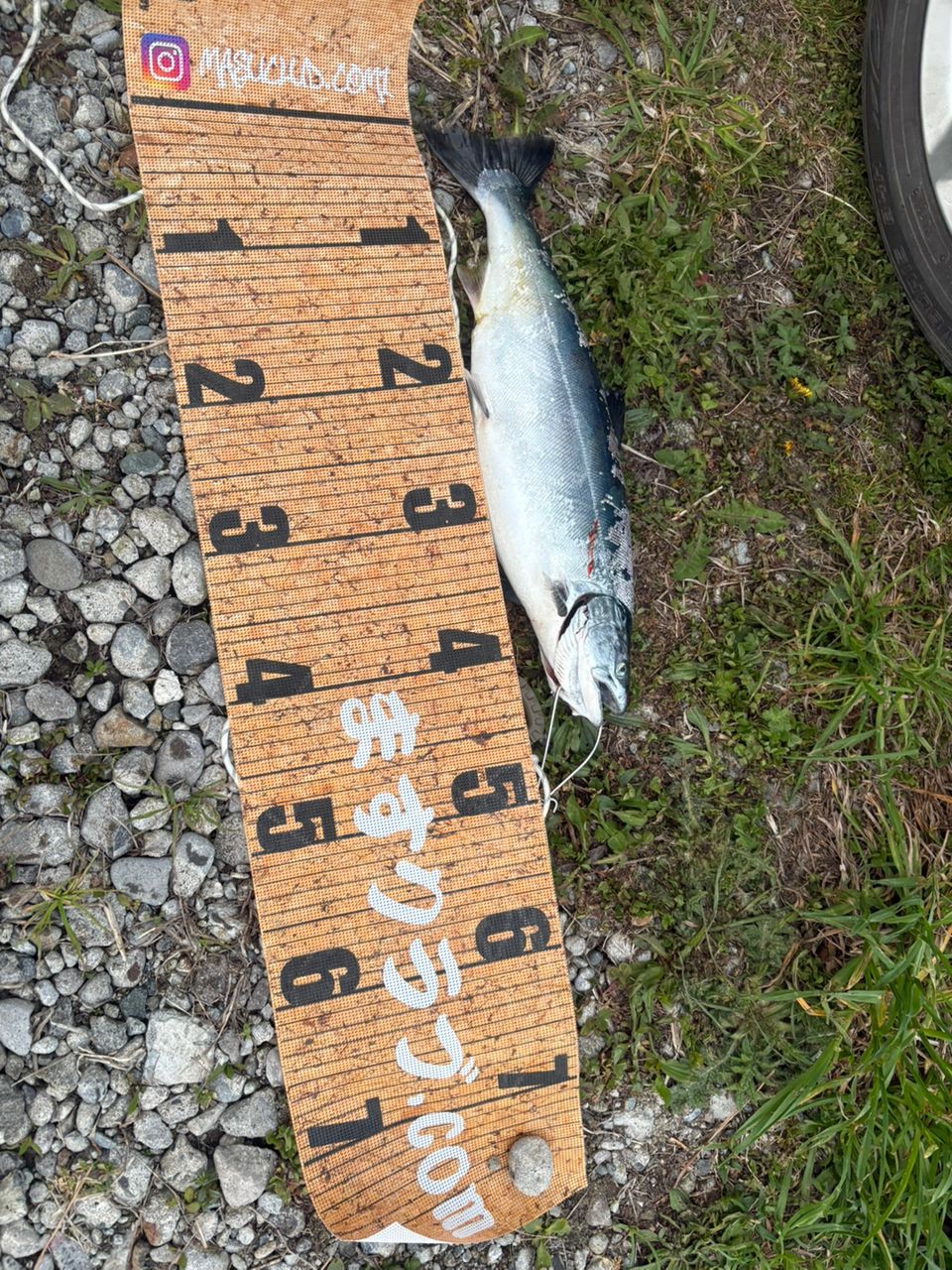 サクラマス