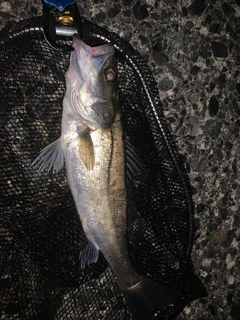 セイゴ（マルスズキ）の釣果