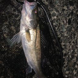 セイゴ（マルスズキ）