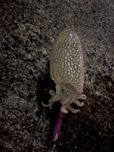 シリヤケイカの釣果